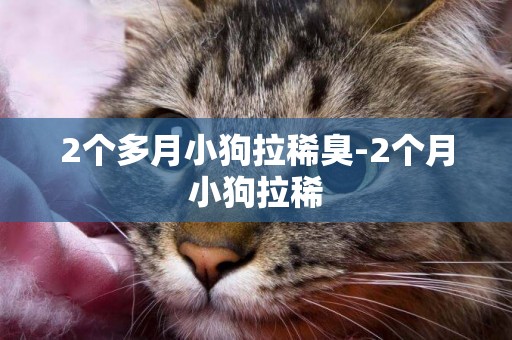 2個多月小狗拉稀臭-2個月小狗拉稀