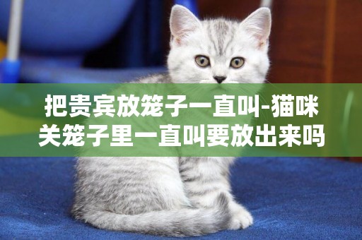把貴賓放籠子一直叫-貓咪關籠子里一直叫要放出來嗎