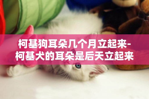柯基狗耳朵幾個月立起來-柯基犬的耳朵是后天立起來的