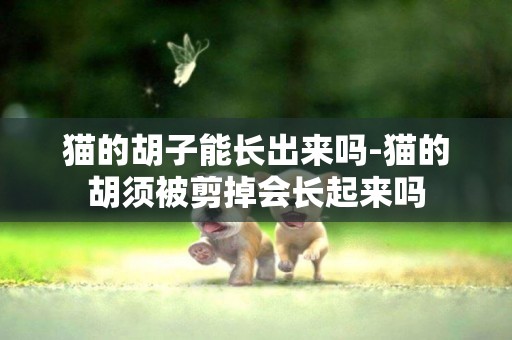 貓的胡子能長出來嗎-貓的胡須被剪掉會長起來嗎