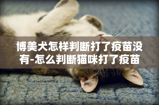 博美犬怎樣判斷打了疫苗沒有-怎么判斷貓咪打了疫苗
