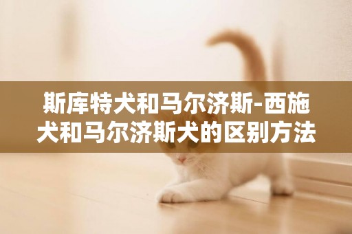 斯庫特犬和馬爾濟斯-西施犬和馬爾濟斯犬的區別方法