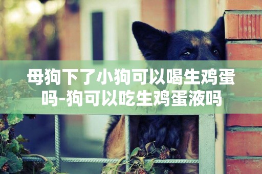 母狗下了小狗可以喝生雞蛋嗎-狗可以吃生雞蛋液嗎