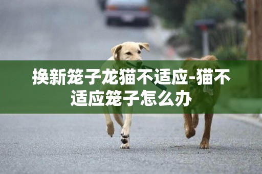 換新籠子龍貓不適應-貓不適應籠子怎么辦