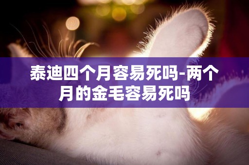泰迪四個月容易死嗎-兩個月的金毛容易死嗎