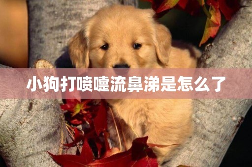 小狗打噴嚏流鼻涕是怎么了