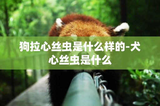 狗拉心絲蟲是什么樣的-犬心絲蟲是什么