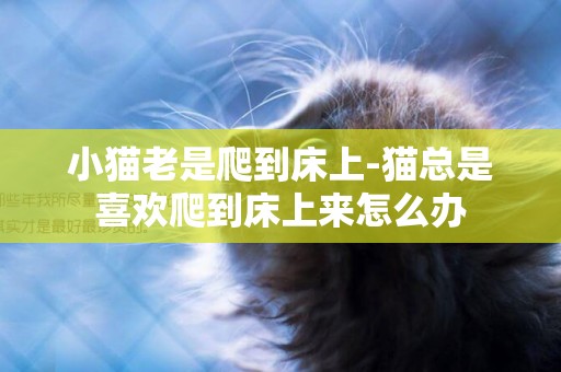 小貓老是爬到床上-貓總是喜歡爬到床上來怎么辦