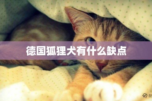 德國狐貍犬有什么缺點