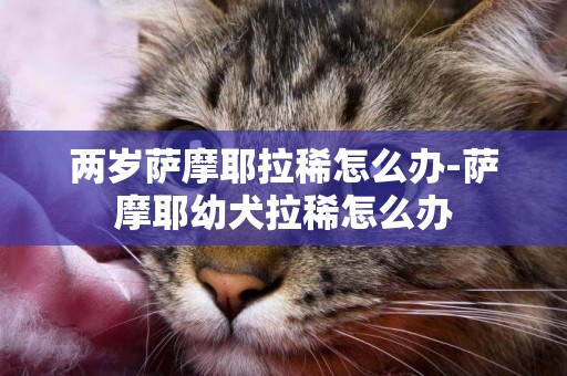 兩歲薩摩耶拉稀怎么辦-薩摩耶幼犬拉稀怎么辦