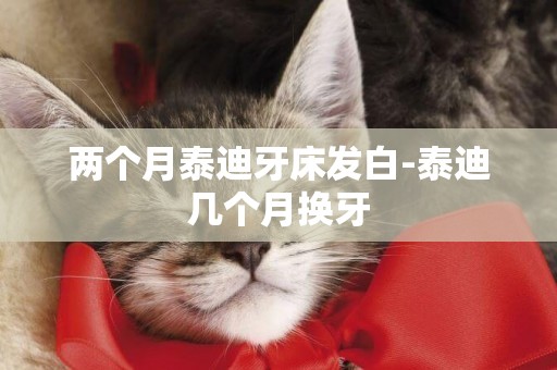 兩個月泰迪牙床發白-泰迪幾個月換牙