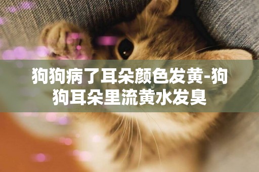 狗狗病了耳朵顏色發黃-狗狗耳朵里流黃水發臭