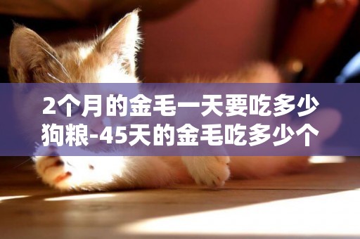 2個月的金毛一天要吃多少狗糧-45天的金毛吃多少個狗糧