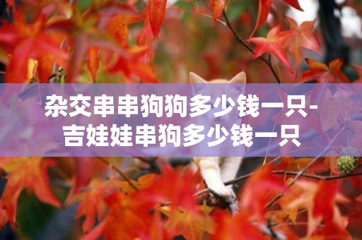 雜交串串狗狗多少錢一只-吉娃娃串狗多少錢一只