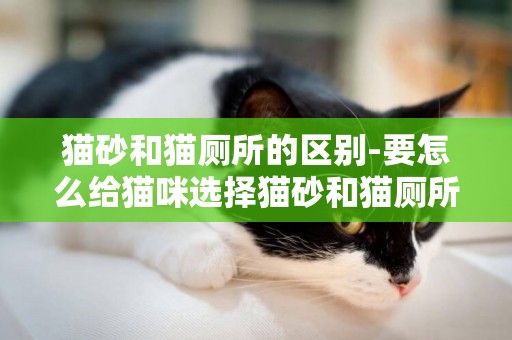 貓砂和貓廁所的區別-要怎么給貓咪選擇貓砂和貓廁所