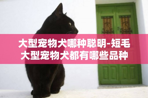 大型寵物犬哪種聰明-短毛大型寵物犬都有哪些品種