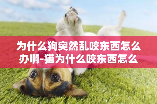 為什么狗突然亂咬東西怎么辦啊-貓為什么咬東西怎么辦