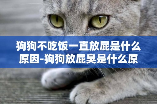狗狗不吃飯一直放屁是什么原因-狗狗放屁臭是什么原因