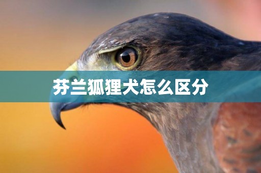 芬蘭狐貍犬怎么區分