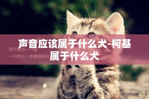 聲音應該屬于什么犬-柯基屬于什么犬