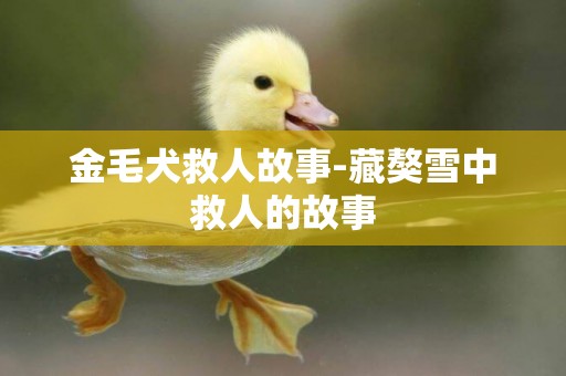 金毛犬救人故事-藏獒雪中救人的故事