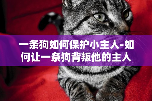 一條狗如何保護小主人-如何讓一條狗背叛他的主人