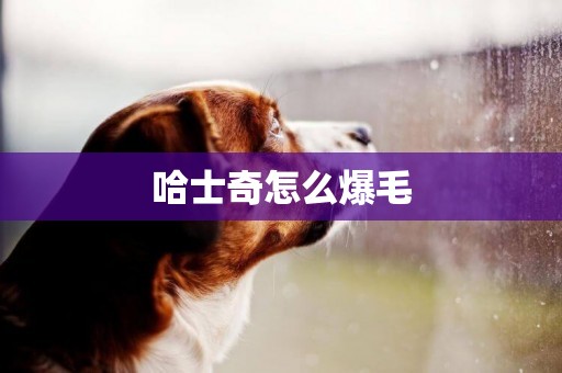 哈士奇怎么爆毛