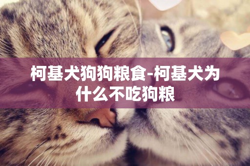 柯基犬狗狗糧食-柯基犬為什么不吃狗糧