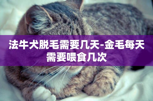 法牛犬脫毛需要幾天-金毛每天需要喂食幾次