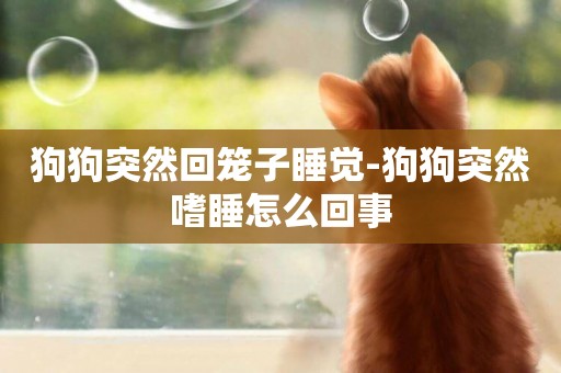 狗狗突然回籠子睡覺-狗狗突然嗜睡怎么回事