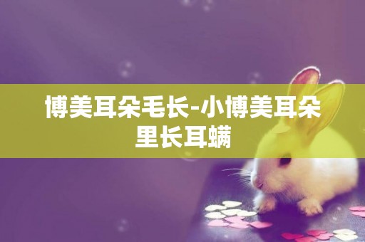 博美耳朵毛長-小博美耳朵里長耳螨