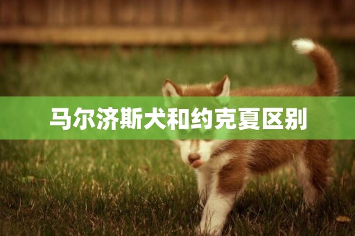 馬爾濟斯犬和約克夏區別