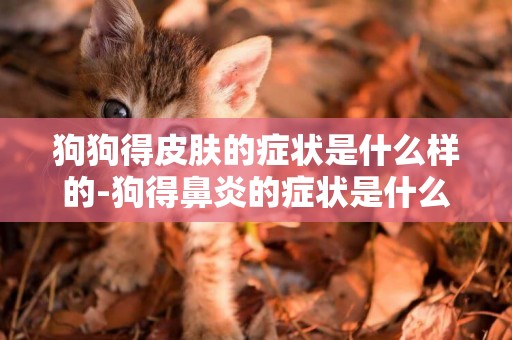 狗狗得皮膚的癥狀是什么樣的-狗得鼻炎的癥狀是什么