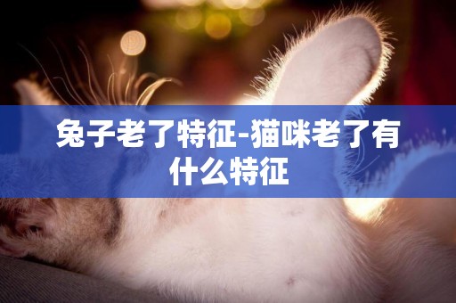 兔子老了特征-貓咪老了有什么特征