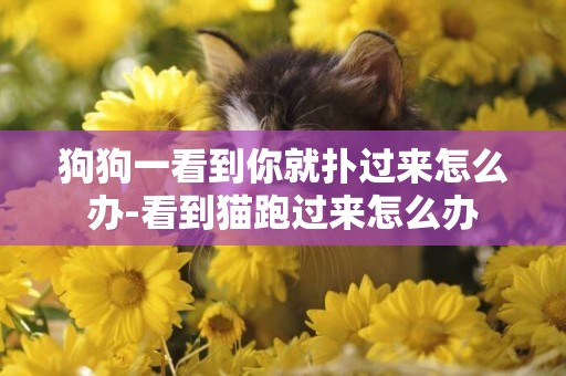 狗狗一看到你就撲過來怎么辦-看到貓跑過來怎么辦