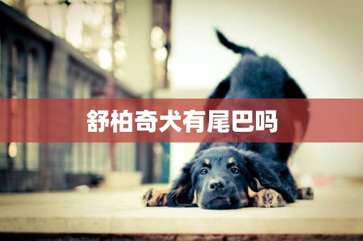 舒柏奇犬有尾巴嗎