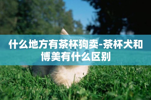 什么地方有茶杯狗賣-茶杯犬和博美有什么區別