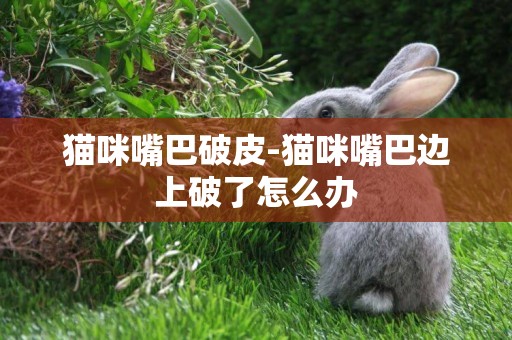 貓咪嘴巴破皮-貓咪嘴巴邊上破了怎么辦