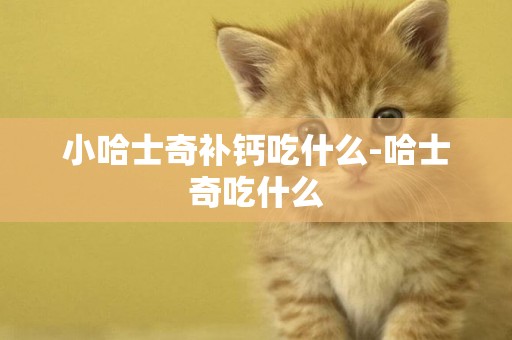 小哈士奇補鈣吃什么-哈士奇吃什么