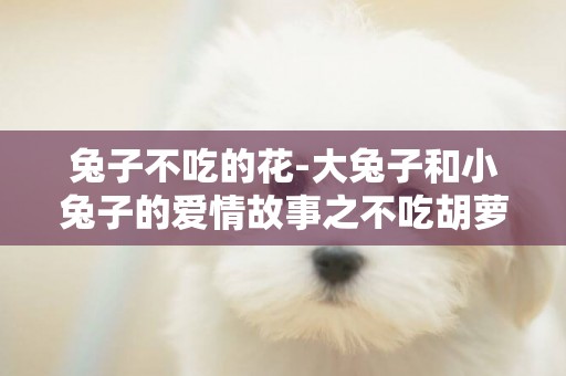 兔子不吃的花-大兔子和小兔子的愛情故事之不吃胡蘿卜的小兔子