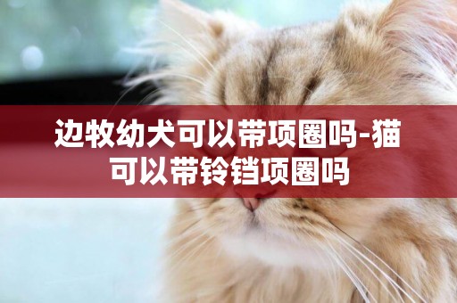 邊牧幼犬可以帶項圈嗎-貓可以帶鈴鐺項圈嗎