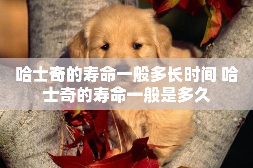 哈士奇的壽命一般多長時間 哈士奇的壽命一般是多久