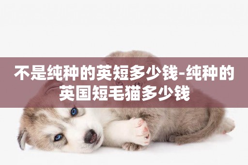 不是純種的英短多少錢-純種的英國短毛貓多少錢
