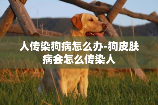人傳染狗病怎么辦-狗皮膚病會怎么傳染人
