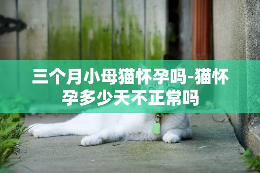三個月小母貓懷孕嗎-貓懷孕多少天不正常嗎