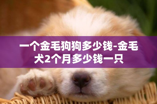 一個金毛狗狗多少錢-金毛犬2個月多少錢一只