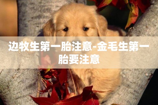 邊牧生第一胎注意-金毛生第一胎要注意