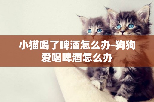 小貓喝了啤酒怎么辦-狗狗愛喝啤酒怎么辦