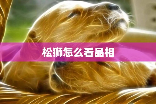 松獅怎么看品相