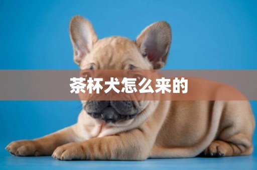 茶杯犬怎么來的